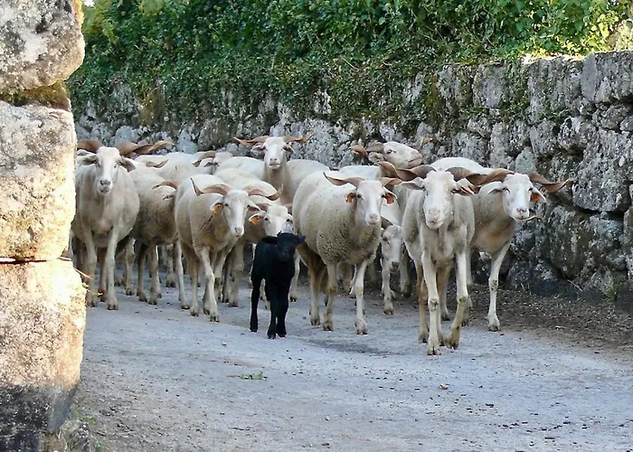 Villa Quinta Da Capela *